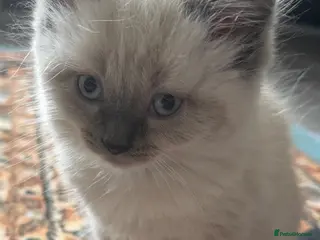 Ragdoll cats Eight-week-old Ragdoll kitten - Advert 8