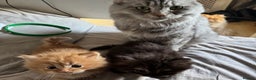 Persian cats for sale: Persian Litter of 4 for new loving home! - Advert 8