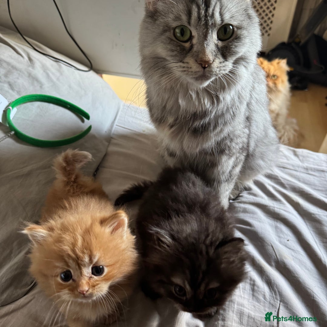Persian cats for sale: Persian Litter of 4 for new loving home! - Advert 8