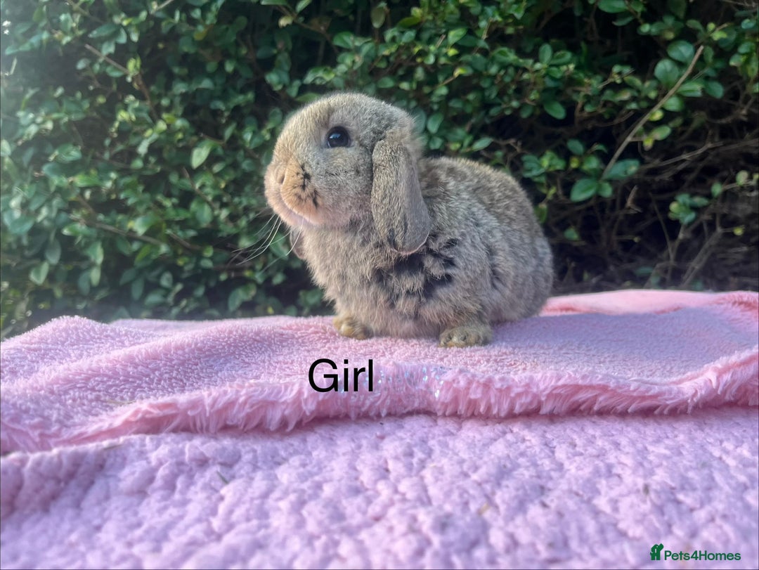 Mini Lop rabbits for sale: Mini Lops and mini double manned lionhead  - Advert 14