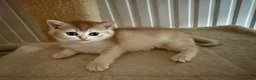British Shorthair cats for sale: GCCF reg BSH Last Blue Golden Female Kitten - Advert 2
