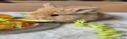 Mixed Breed rabbits for sale: Gorgeous bunnies for sale - Advert 34
