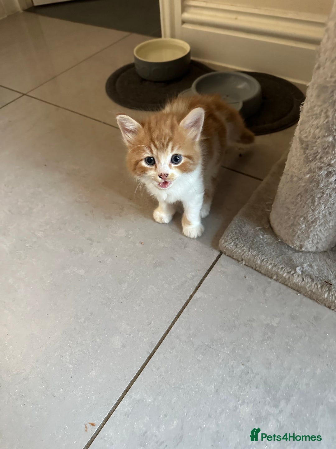 Mixed Breed cats for sale: Stunningly Gorgeous ginger kittens - Image 12