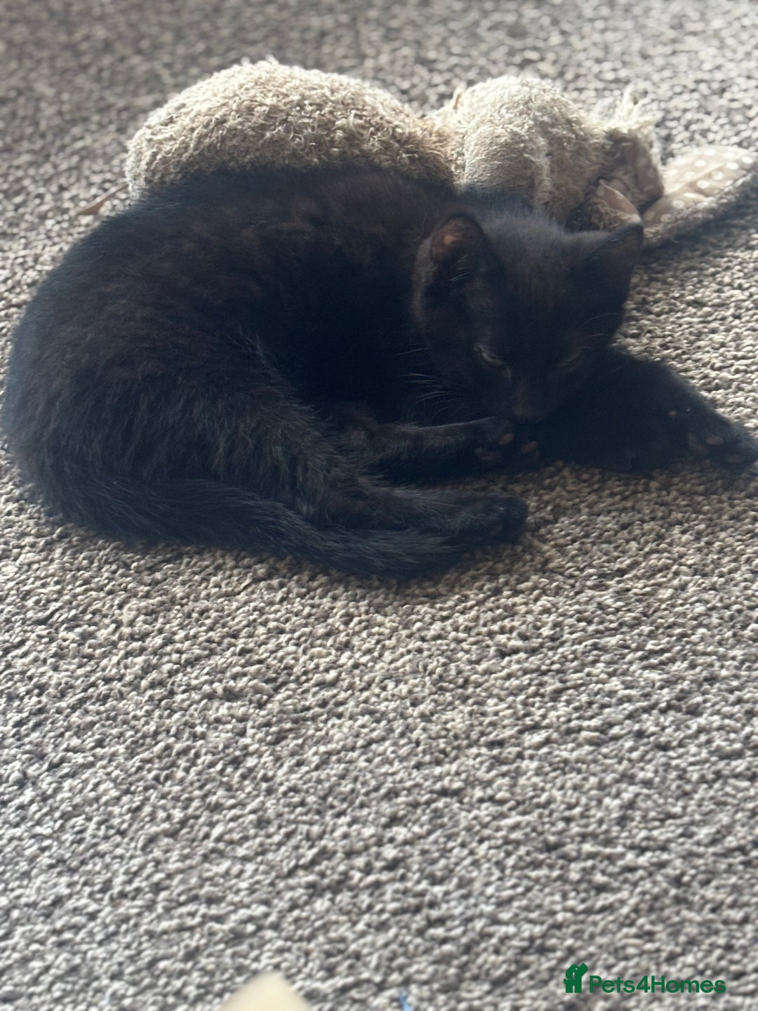 Mixed Breed cats for sale: X3 very playful kittens for forever homes  - Image 3