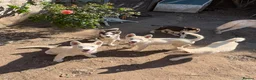Siberian Husky dogs for sale: Siberian Husky Puppies for Sale - Advert 4