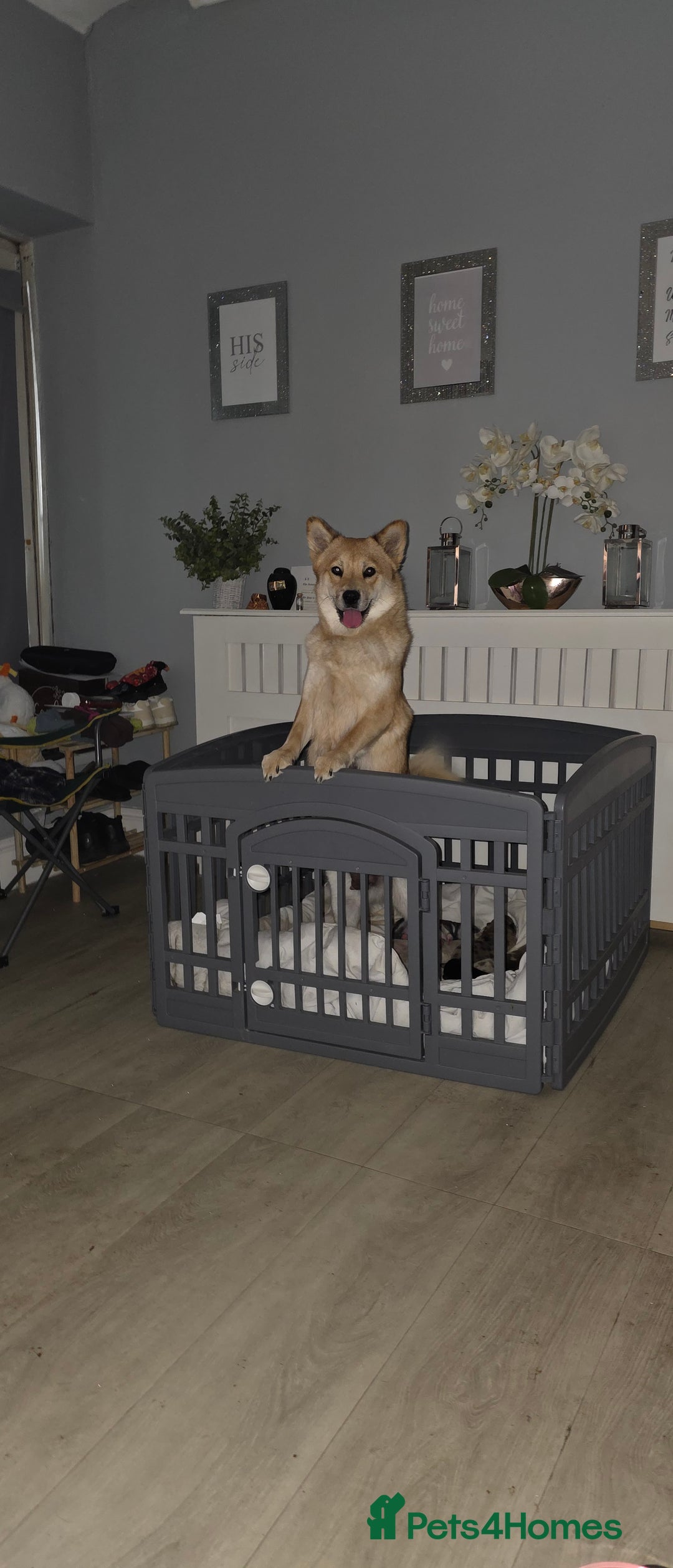 Mixed Breed dogs for sale: Adorable Merle Chowski's for sale  - Advert 12