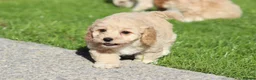Cavapoochon dogs for sale: Beautiful Cavapoochon puppies for sale - Advert 36