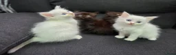 Mixed Breed cats for sale: Maine Coon x Ragdoll Kittens - Advert 30