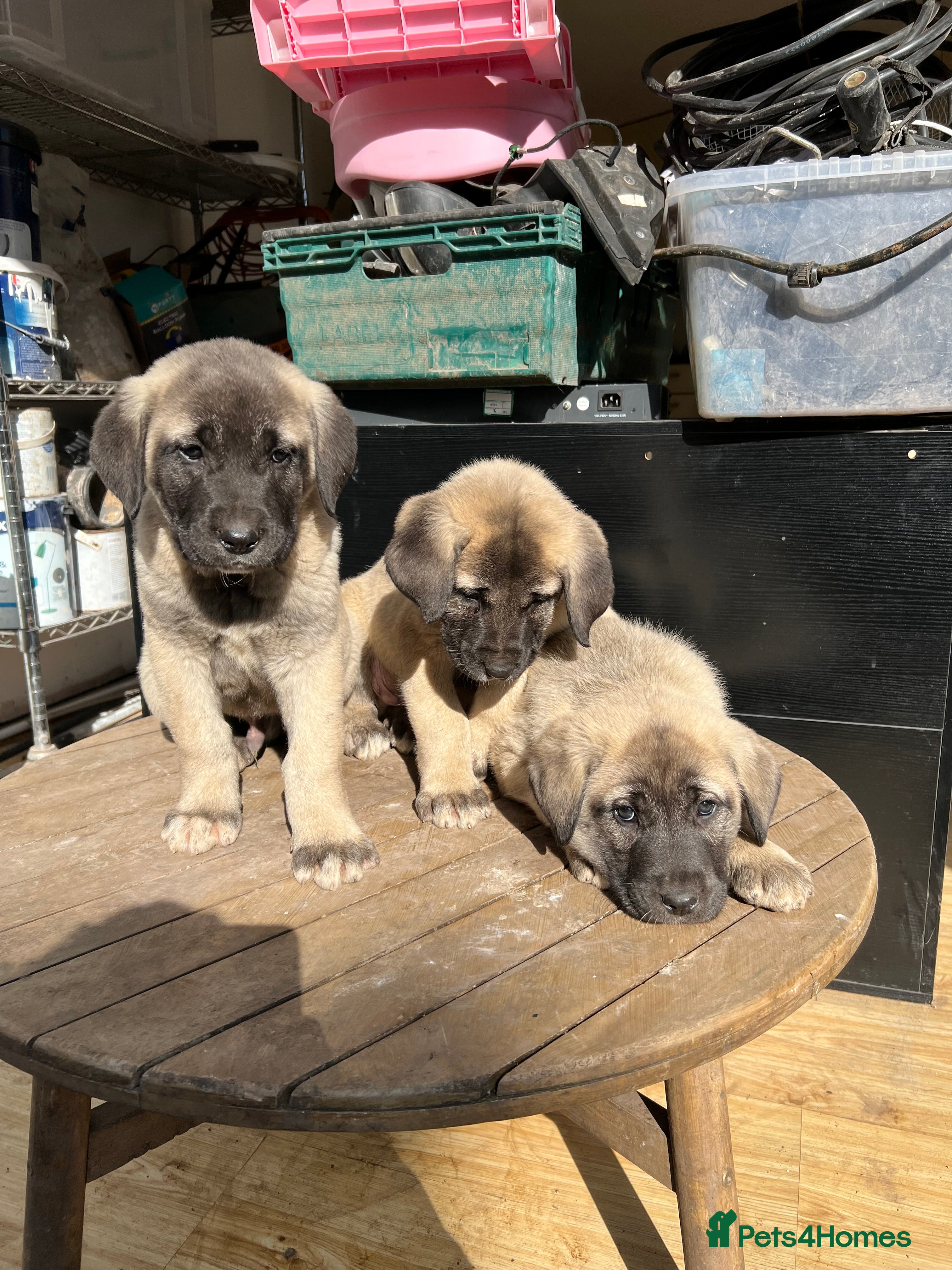 Turkish Kangal dogs Turkish Kangal puppies  - Advert 1