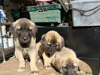 Turkish Kangal dogs Turkish Kangal puppies - Advert 1