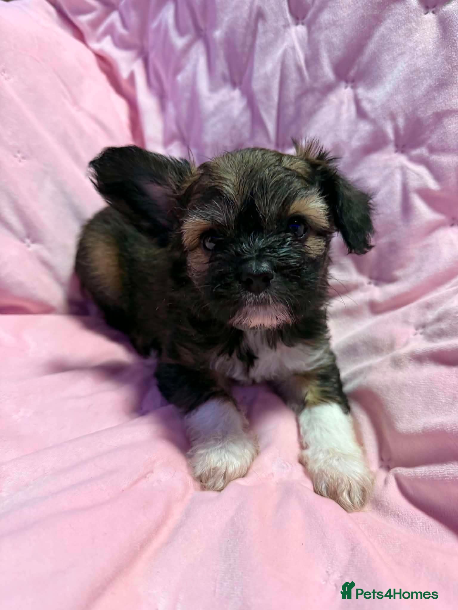 Mixed Breed dogs Frenchie x chihuahua puppies 2 boys 2 girls - Advert 2