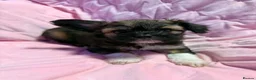 Mixed Breed dogs for sale: Frenchie x chihuahua puppies 2 boys 2 girls - Advert 1