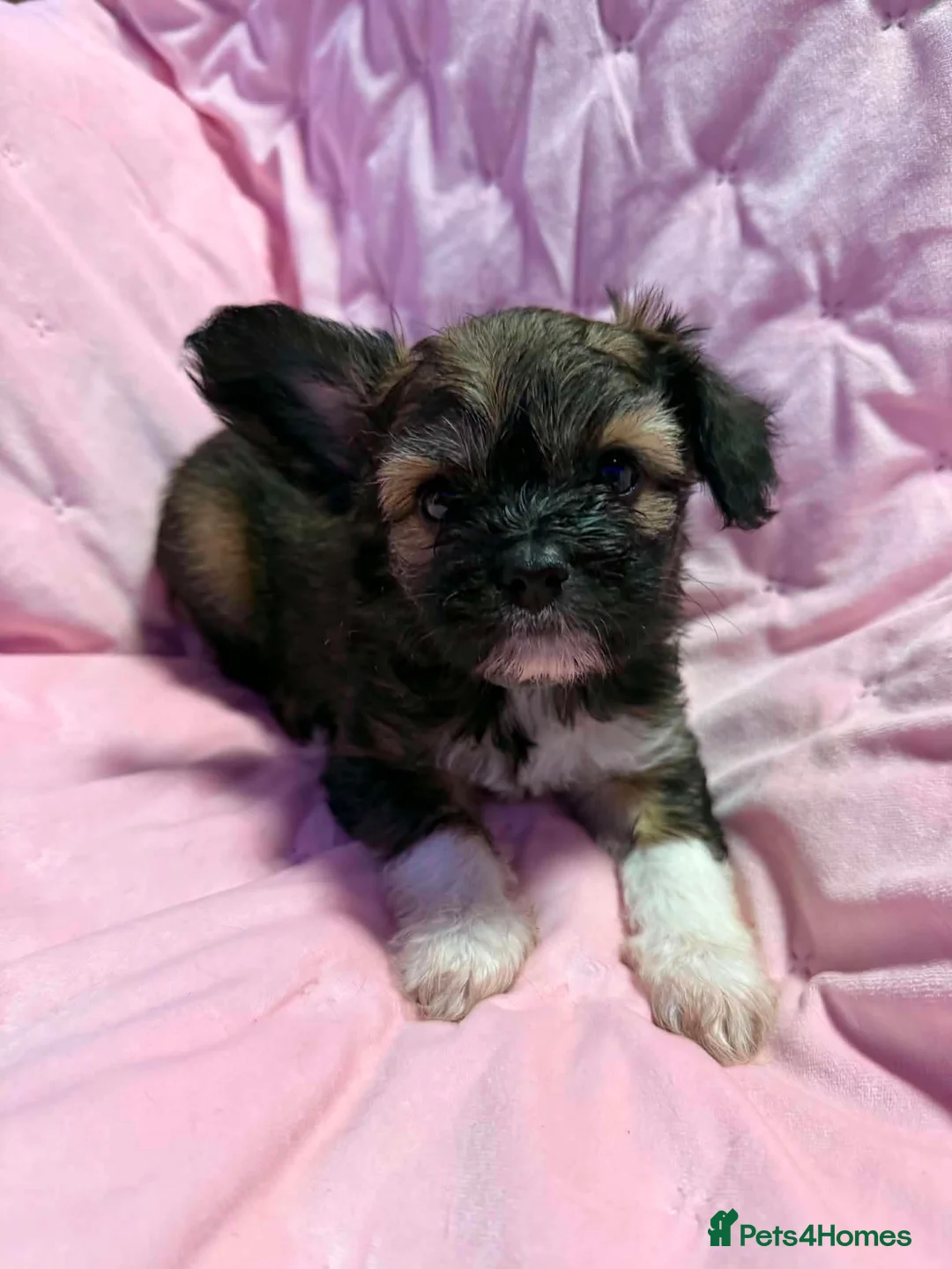 Mixed Breed dogs for sale: Frenchie x chihuahua puppies 2 boys 2 girls - Advert 1