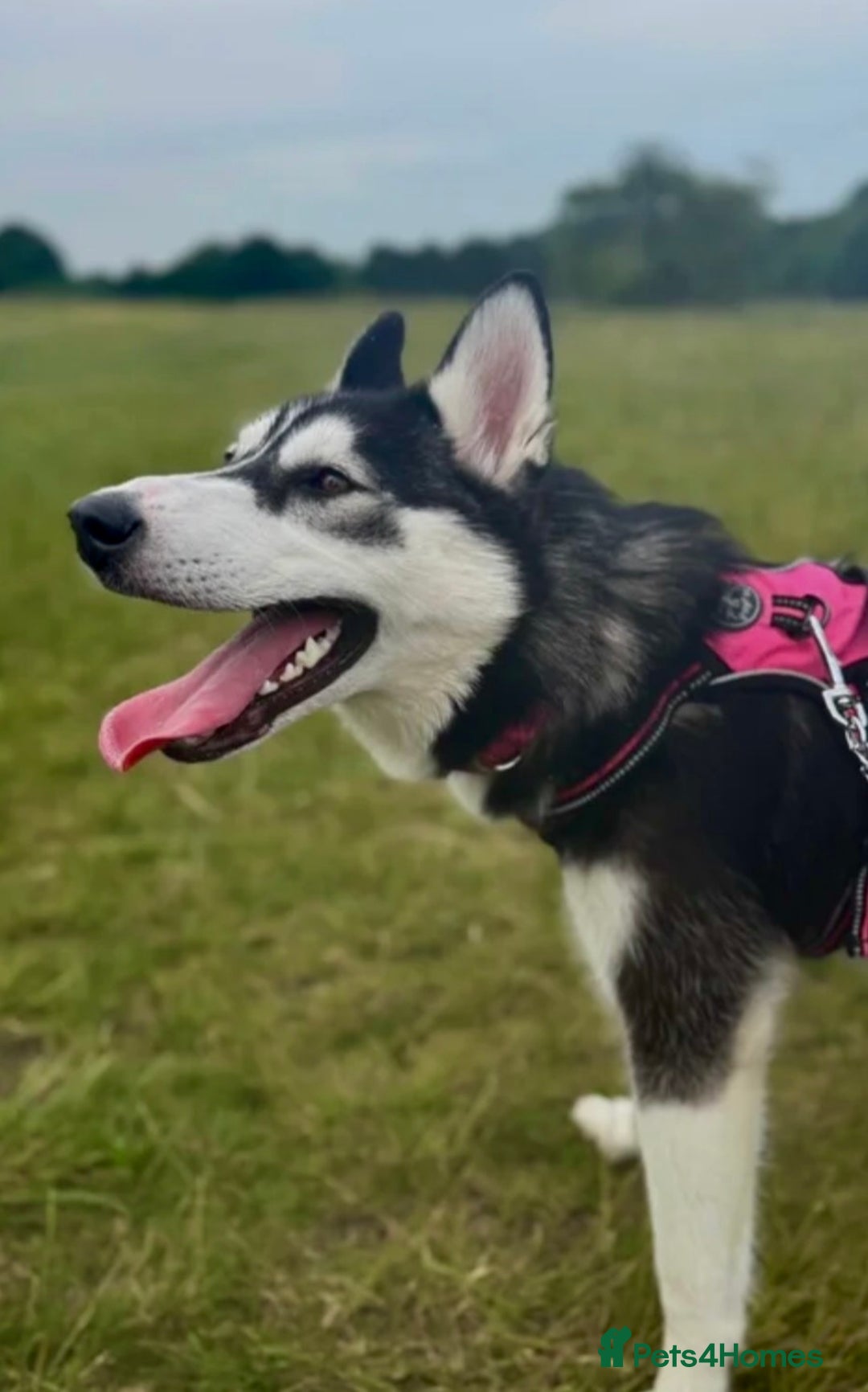 Siberian Husky dogs for sale: Siberian husky - Advert 8