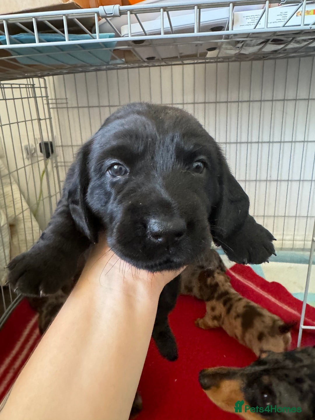 Mixed Breed dogs for sale: Dachshador puppies  - Image 5
