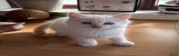 Mixed Breed cats for sale: TWO beautiful half-breed Ragdoll boy kittens. - Advert 7