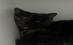 British Shorthair cats for sale: (💙LAST WHITE KITTEN🤍) Stunning Pure BSH kittens  - Advert 18