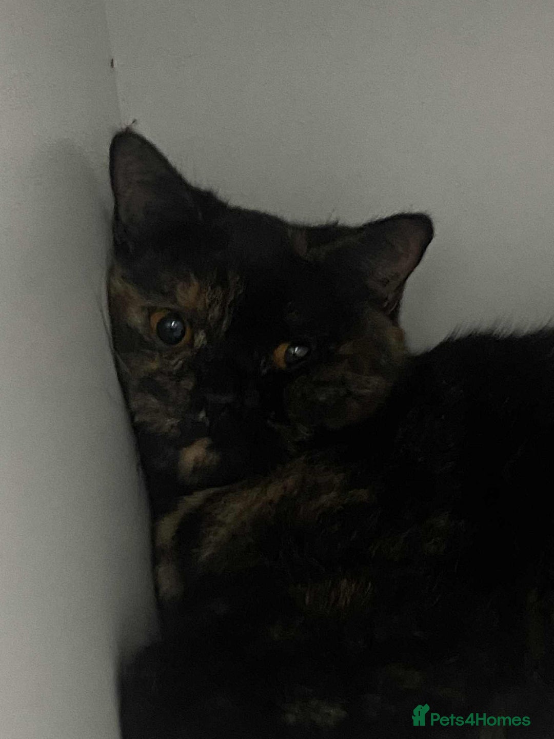 British Shorthair cats for sale: (💙LAST WHITE KITTEN🤍) Stunning Pure BSH kittens  - Advert 18