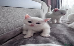 Mixed Breed cats for sale: Perfectly healthy and ready for new loving homes - Image 11