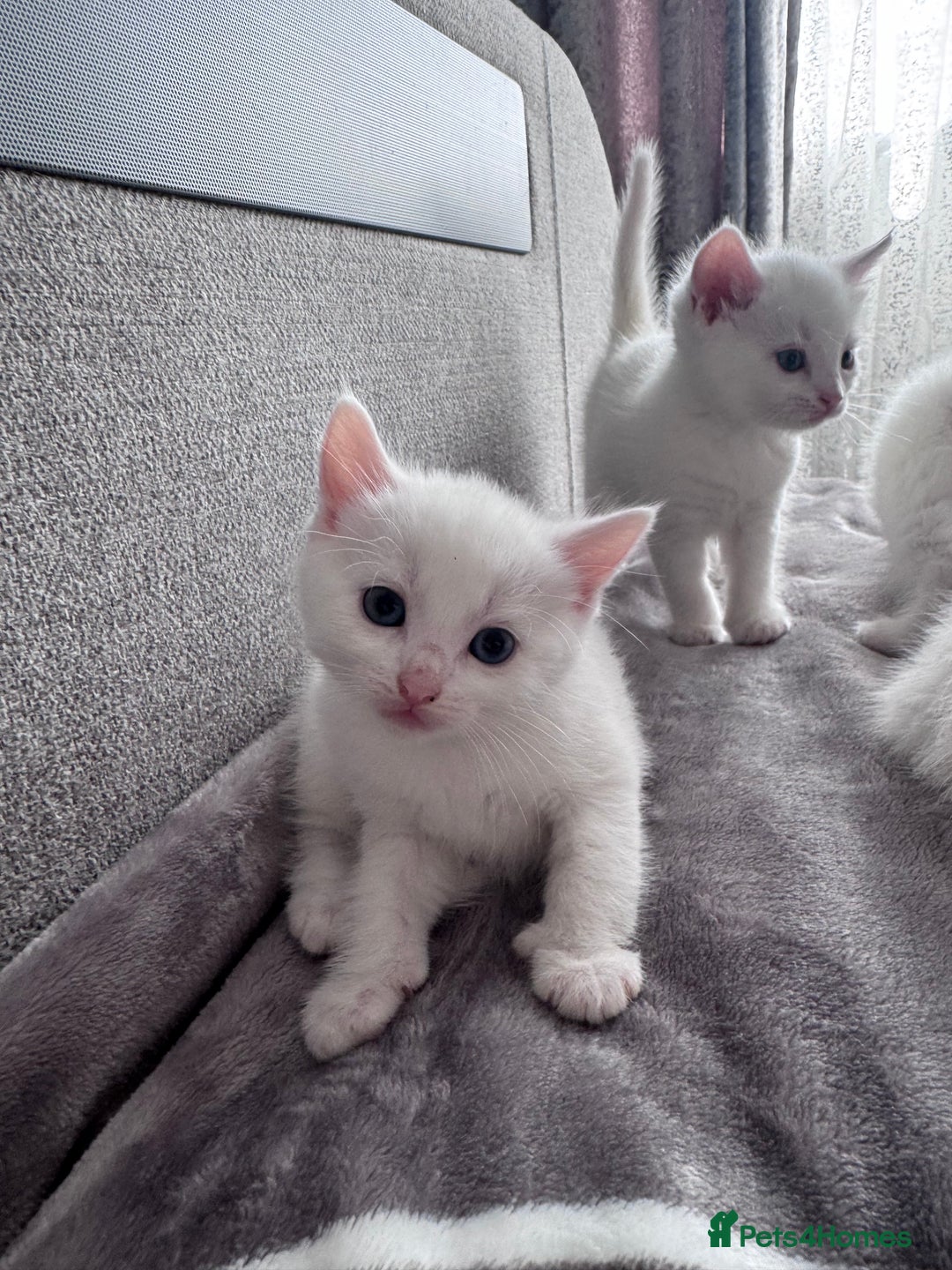 Mixed Breed cats for sale: Perfectly healthy and ready for new loving homes - Image 11
