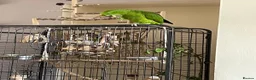 Parrots birds for sale: Tamed Amazon yellow naped parrot- young male - Advert 3