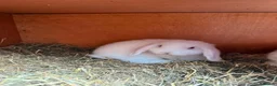 Mini Lop rabbits for sale: Mini lops 9 weeks old male and female in Cardiff - Advert 4
