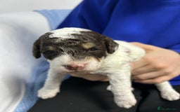 Toy Poodle dogs for sale: Toy poodle boy chocolate and white  - Advert 14