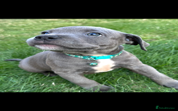 Staffordshire Bull Terrier dogs for sale: Blue Staffordshire bull terrier  - Image 26