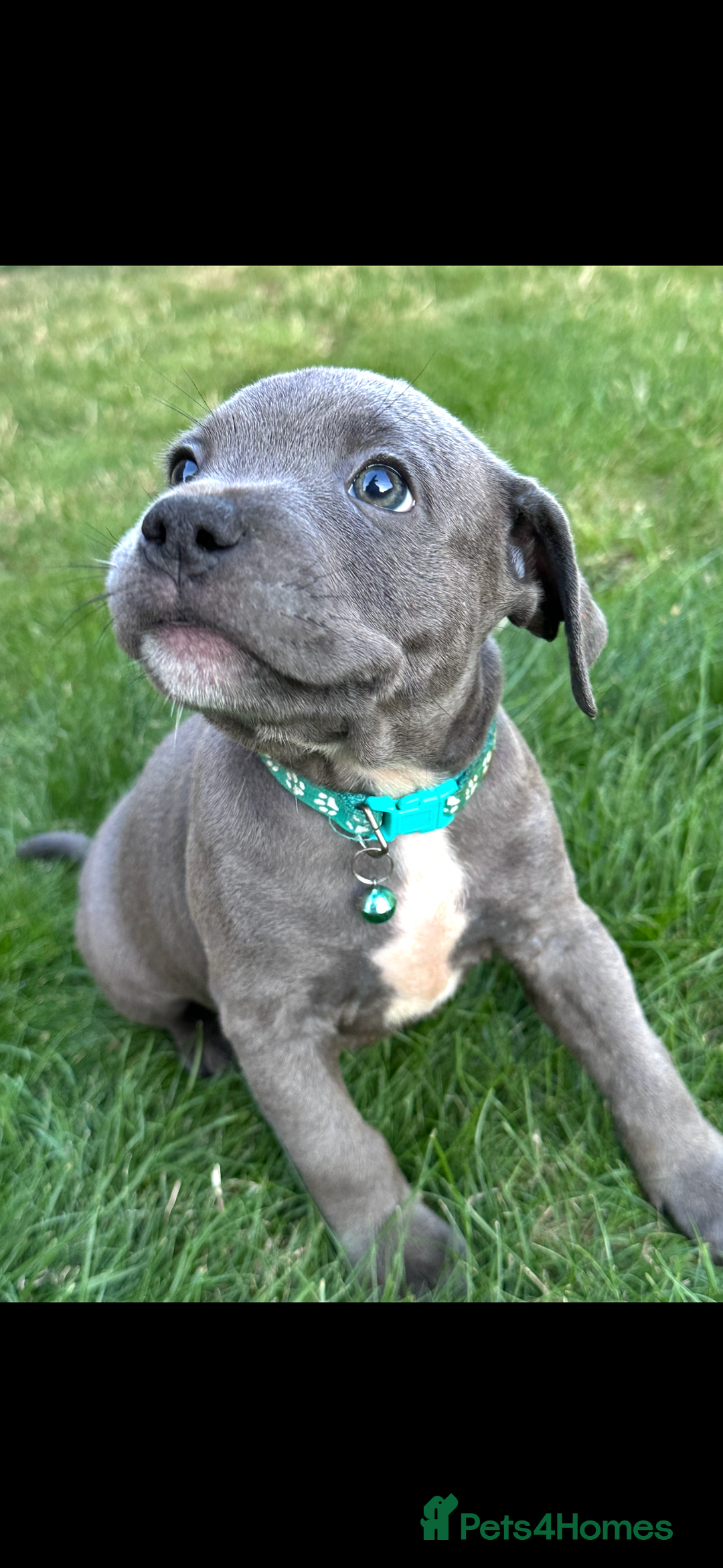 Staffordshire Bull Terrier dogs for sale: Blue Staffordshire bull terrier  - Image 26