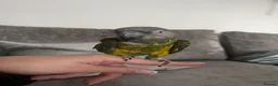 Parrots birds for sale: African Senegal  - Advert 4