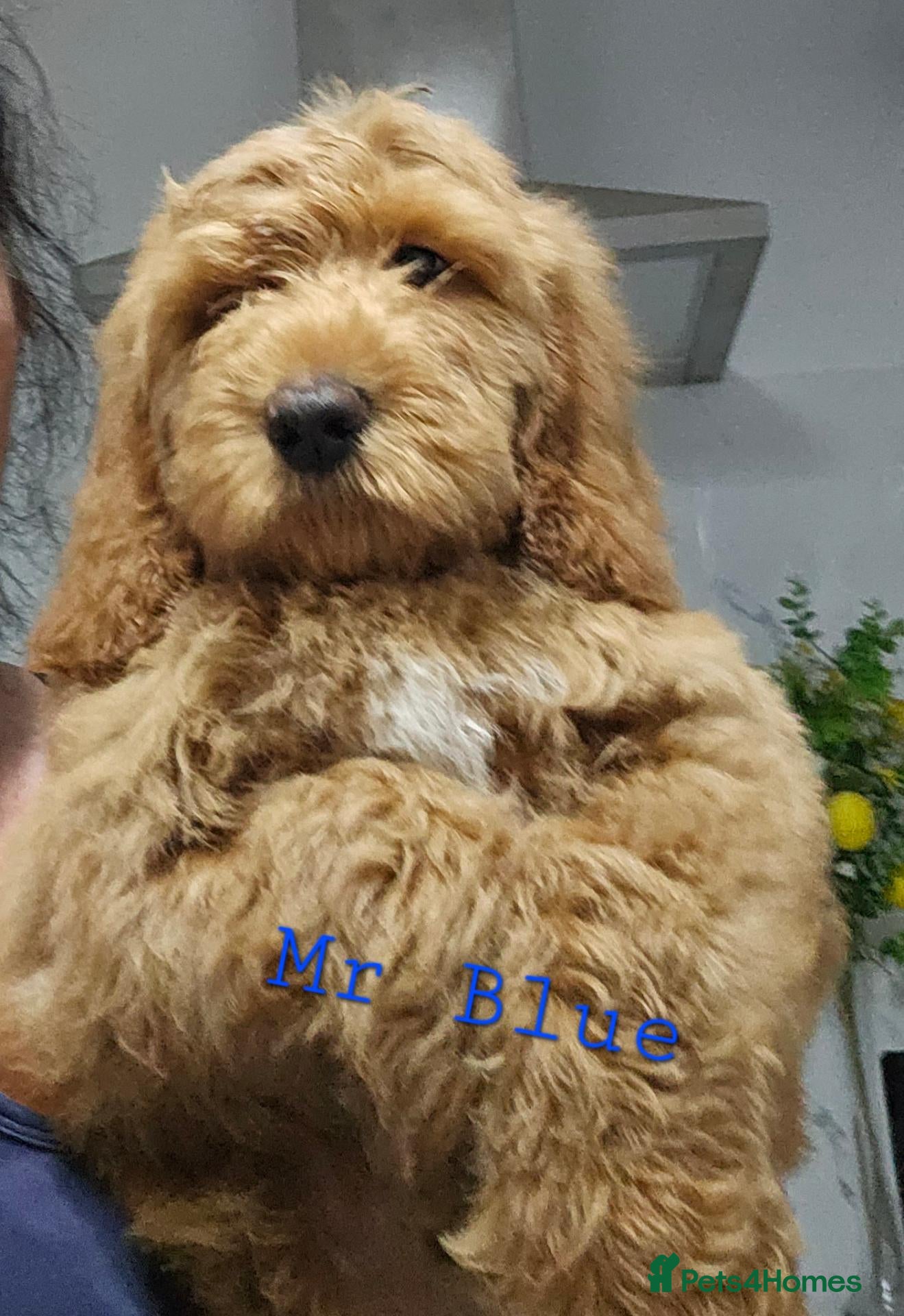 Mini Goldendoodle dogs Goldendoodle F1b Ready Now - Advert 1