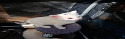 Mixed Breed cats for sale: Beautiful kittens READY TODAY  - Advert 21