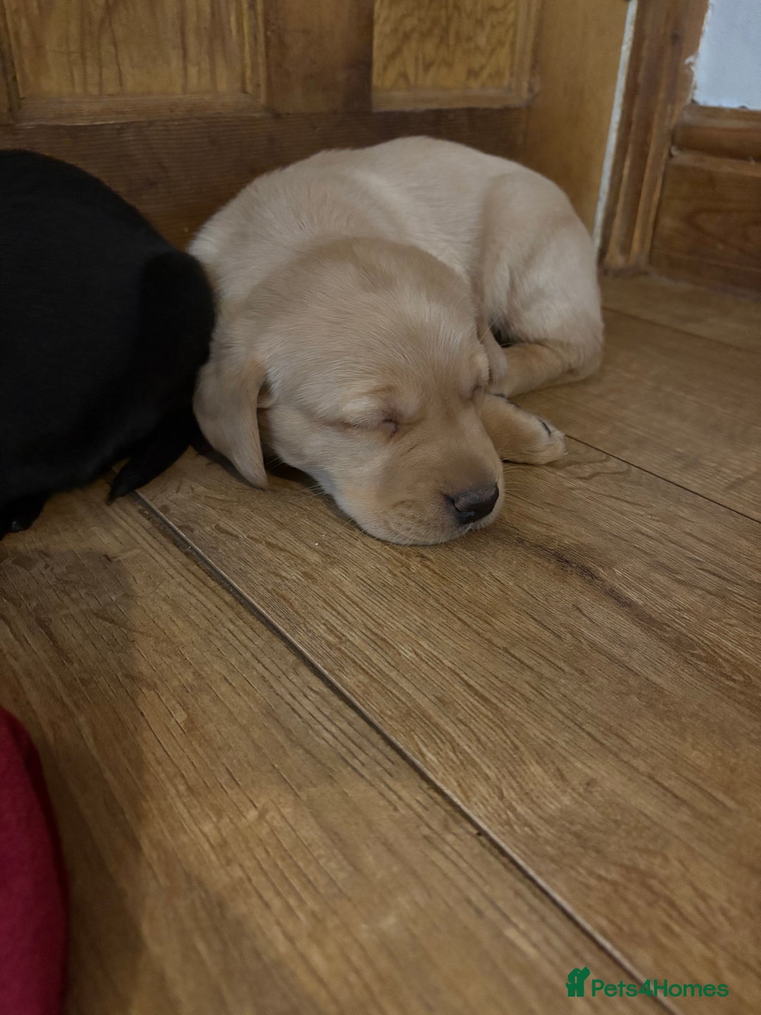 Labrador Retriever dogs for sale: 🐶KC Registered Labradors 🐶 - Advert 10