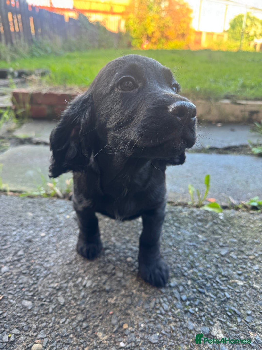 Cocker Spaniel dogs for sale: REDUCED KC Cocker Spaniel Boy £700 - Image 1