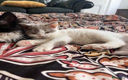 Selkirk Rex cats for sale: Gorgeous Selkirk Rex kittens - Image 38