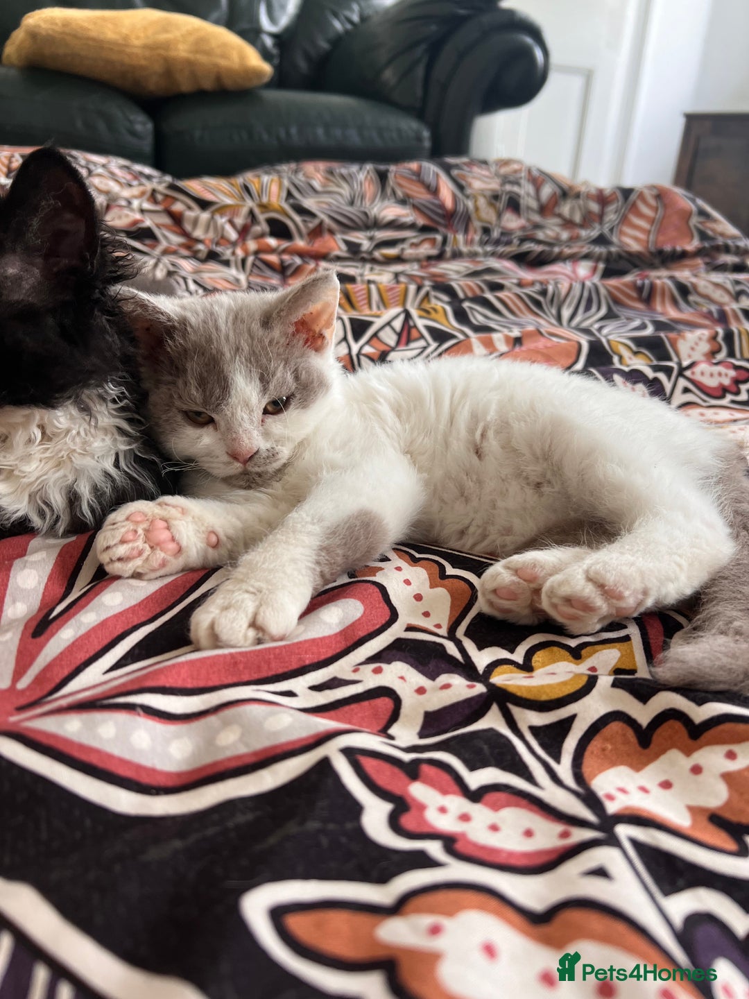 Selkirk Rex cats for sale: Gorgeous Selkirk Rex kittens - Image 38