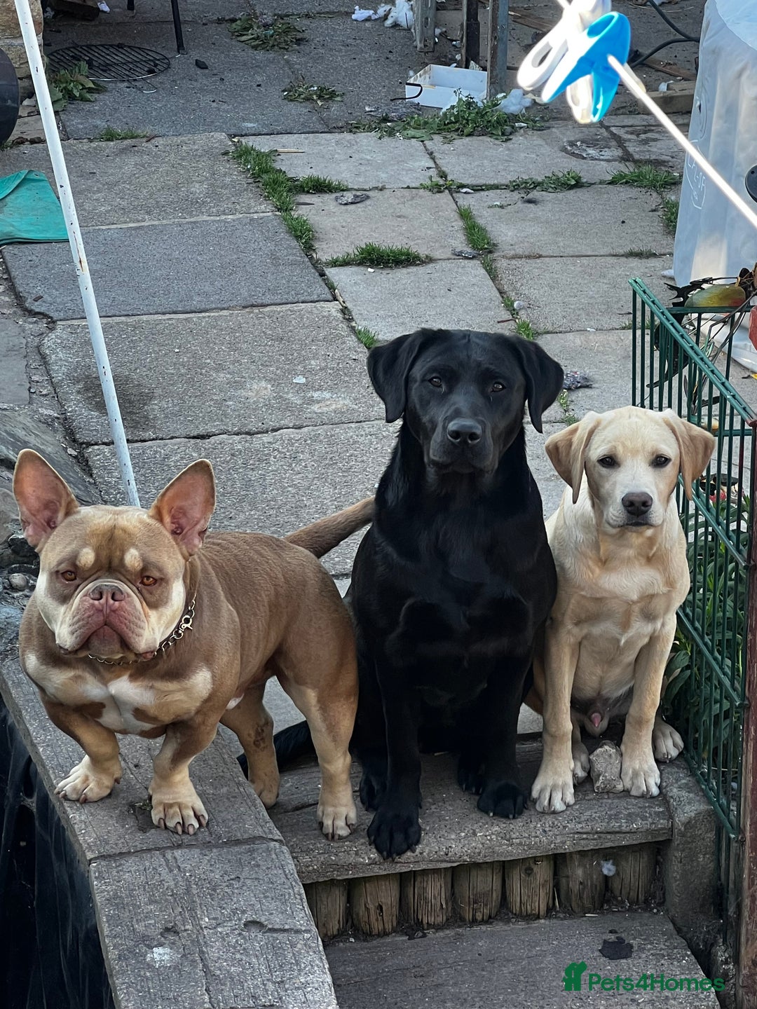 Gallery Image {{count}}