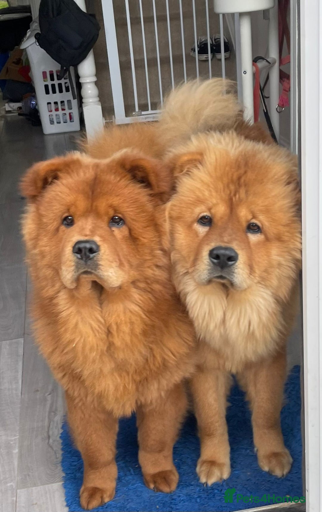 Chow Chow dogs for sale: Beautiful Lily & Lexi – Heartbreaking Rehome  - Image 6