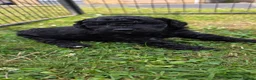 Cockapoo dogs for sale: Beautiful cockapoo puppies  in Goole - Advert 23