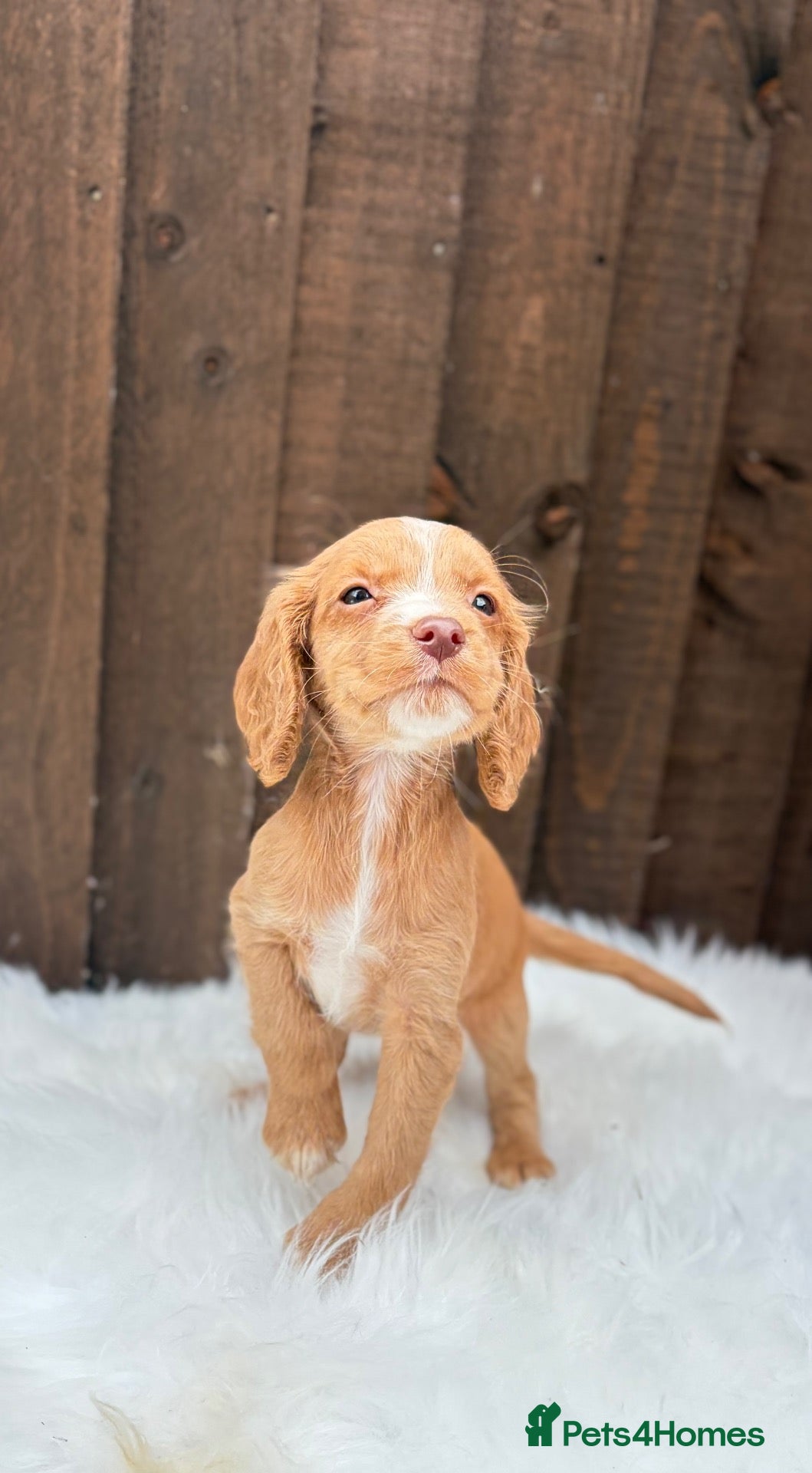 Cocker Spaniel dogs 🤍 Cocker spaniel puppies 🤍 - Advert 16
