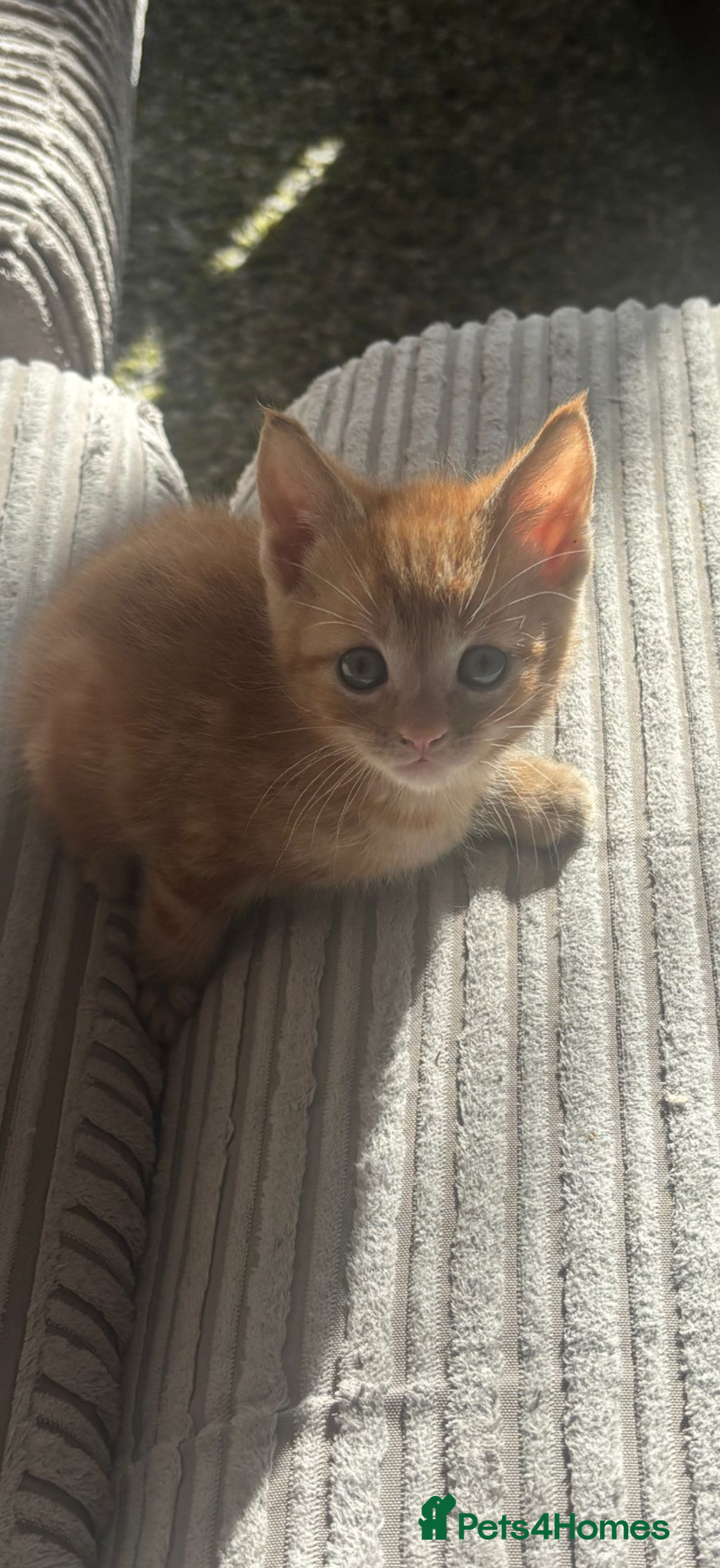 British Shorthair cats Only 1 left! Beautiful ginger kitten  - Advert 1