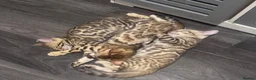 Bengal cats for sale: Pure bengal  - Advert 15