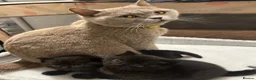 British Shorthair cats for sale: 🐾British short hair girl 🐾 - Advert 1