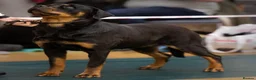 Rottweiler dogs for sale: Kc Show Quality male puppy - Advert 13