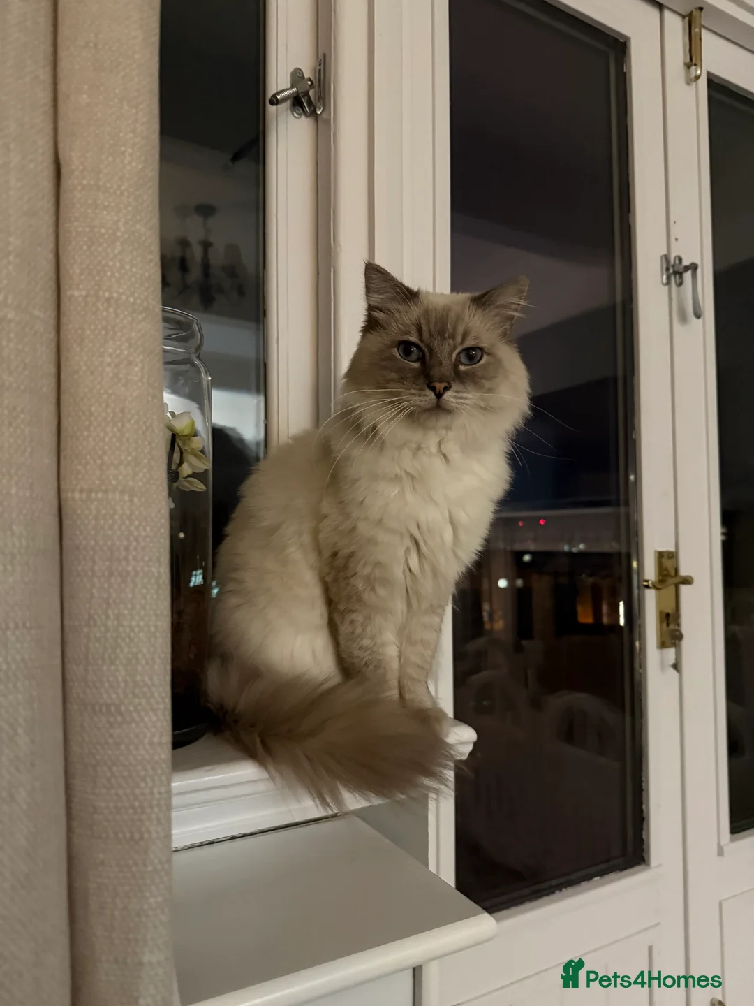 Ragdoll cats for stud: STUNNING PURE RAGDOLL - Advert 2