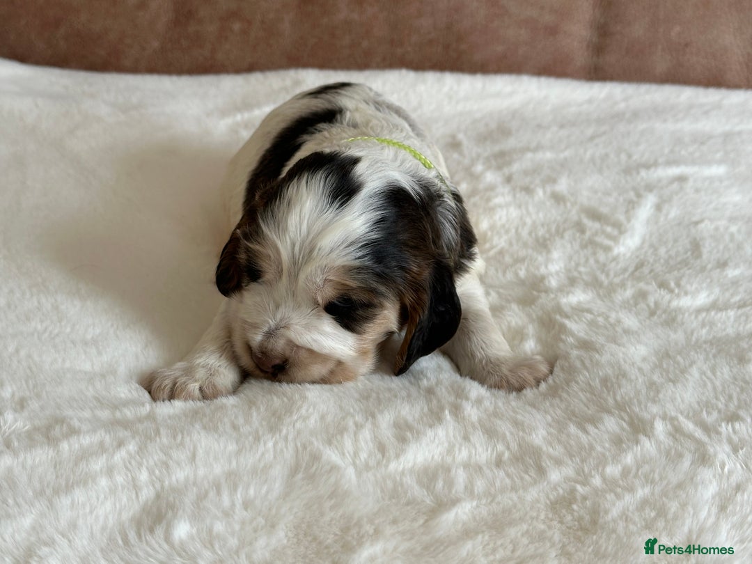 Cocker Spaniel dogs for sale: Extensively Health Tested KC Reg Puppies  - Image 11
