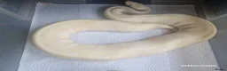 Python Snake reptiles for sale: Female ball pythons - Advert 3
