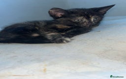 Mixed Breed cats for sale: 4 stunning kittens left  - Image 6