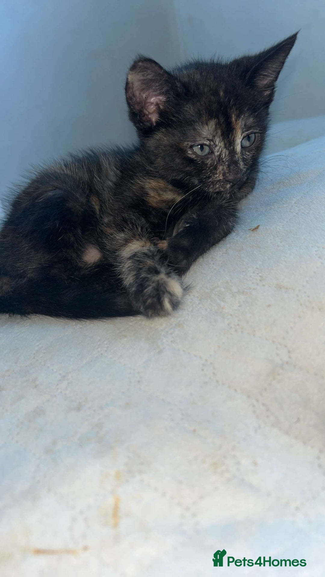 Mixed Breed cats for sale: 4 stunning kittens left  - Image 6