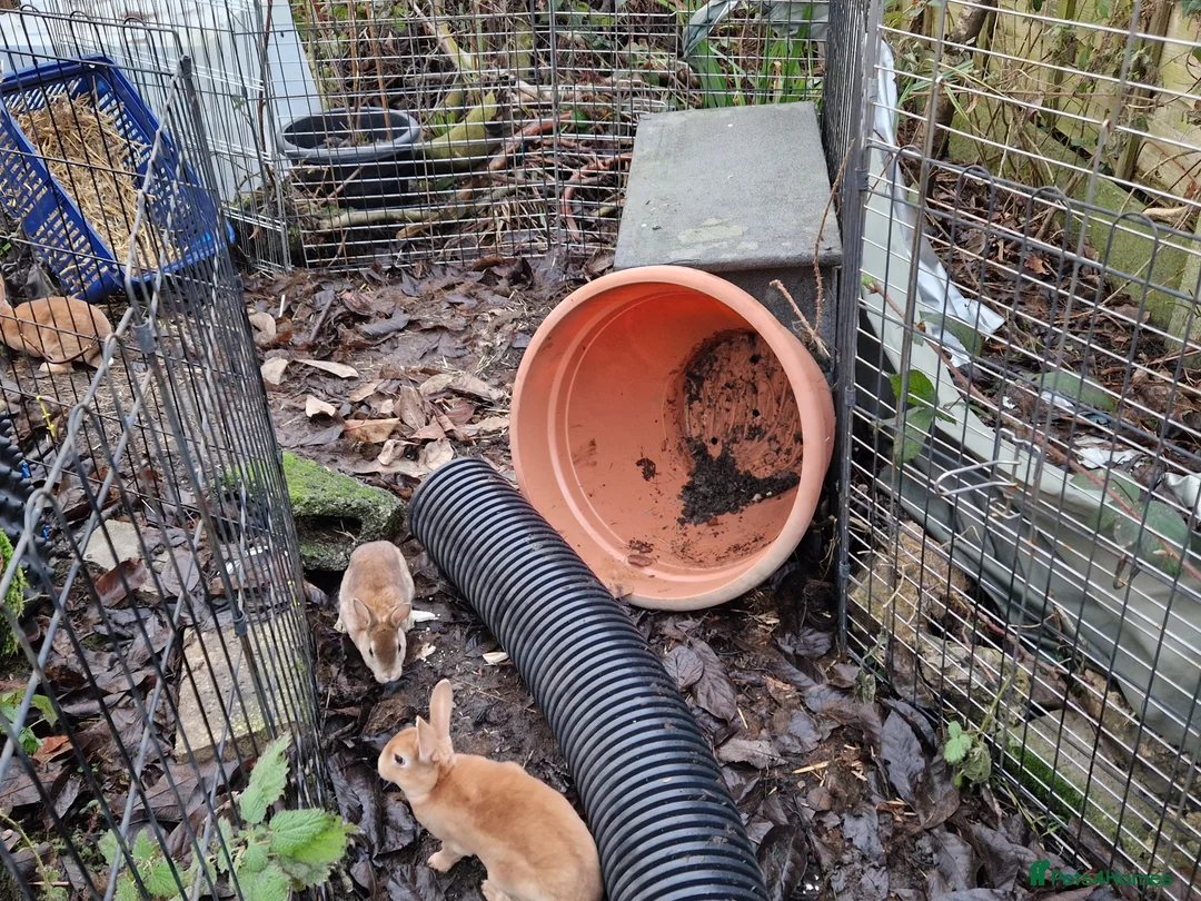 Rex rabbits for sale: Purebred, cute, friendly mini rex babies- m and f - Advert 10